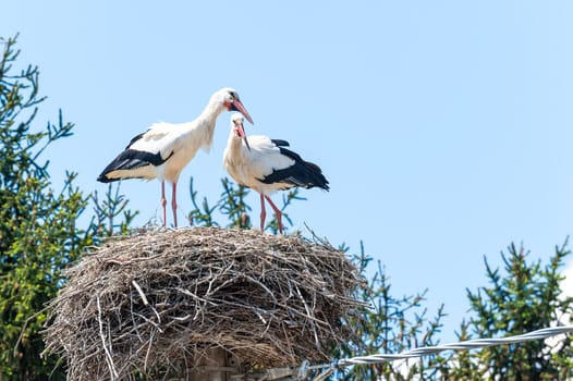 Couple of storks in the nest on blue sky