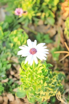 White Flowers at sun light. Green Floral Background.