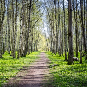 The deserted alley shined by solar beams in spring park