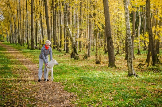 Woman with dog walking in the birch alley, sunny autumn day