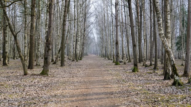 spring landscape with footpath in the woods