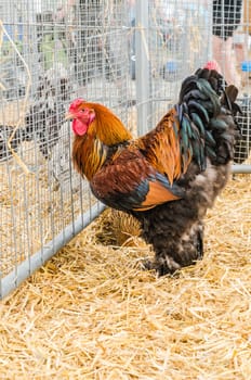 Big beautiful purebred rooster on a farm, close-up