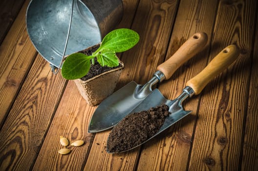 Seedlings zucchini and garden tools on a wooden surface, close-up