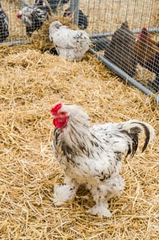 Big beautiful purebred rooster on a farm, close-up