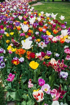 The tulip field in Keukenhof flower garden, Lisse, Netherlands, Holland