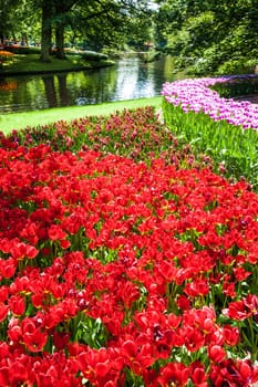 The tulip field in Keukenhof flower garden, Lisse, Netherlands, Holland