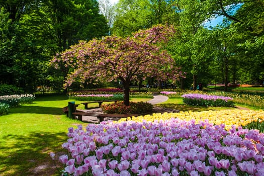 The tulip field in Keukenhof Gardens, Lisse, Netherlands
