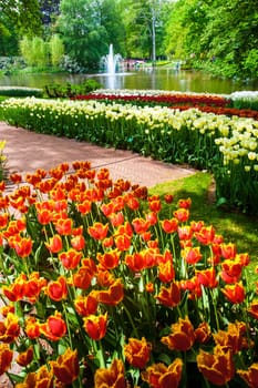The tulip field in Keukenhof Gardens, Lisse, Netherlands