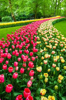 The tulip field in Keukenhof Gardens, Lisse, Netherlands