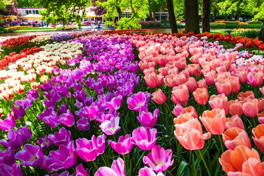 The tulip field in Keukenhof flower garden, Lisse, Netherlands, Holland
