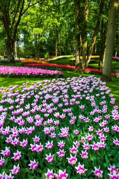 The tulip field in Keukenhof flower garden, Lisse, Netherlands, Holland