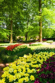 The tulip field in Keukenhof flower garden, Lisse, Netherlands, Holland