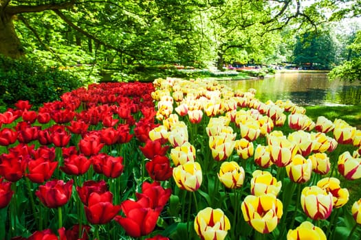 The tulip field in Keukenhof flower garden, Lisse, Netherlands, Holland