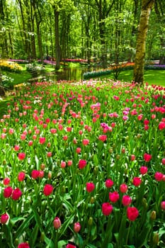 The tulip field in Keukenhof flower garden, Lisse, Netherlands, Holland