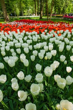 The tulip field in Keukenhof flower garden, Lisse, Netherlands, Holland