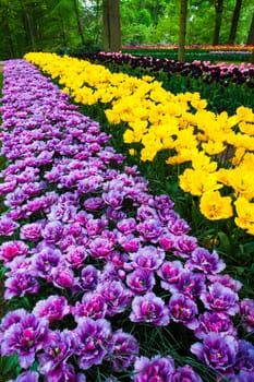 The tulip field in Keukenhof flower garden, Lisse, Netherlands, Holland
