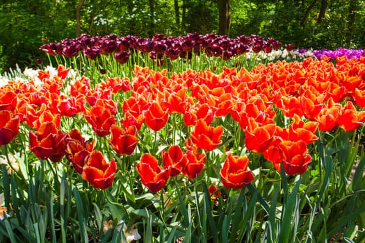 The tulip field in Keukenhof flower garden, Lisse, Netherlands, Holland