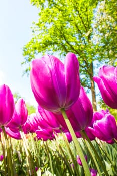 The tulip field in Keukenhof flower garden, Lisse, Netherlands, Holland