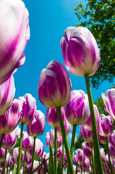The colorful tulips close up in Keukenhof flower garden, Lisse, Netherlands, Holland