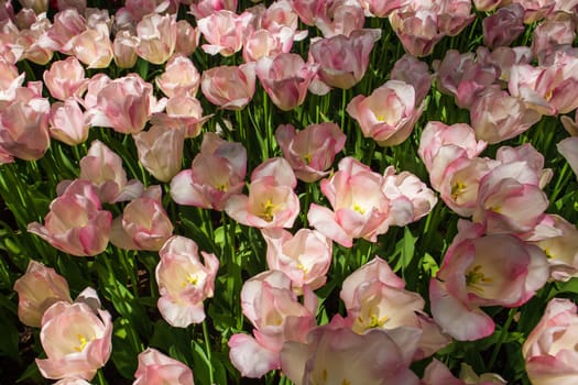 The tulip field in Keukenhof flower garden, Lisse, Netherlands, Holland