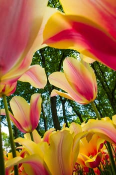 The colorful tulips close up in Keukenhof flower garden, Lisse, Netherlands, Holland