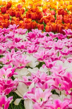 The tulip field in Keukenhof flower garden, Lisse, Netherlands, Holland