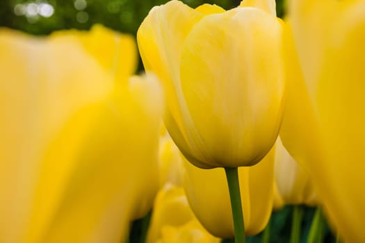 The white tulips close up in Keukenhof flower garden, Lisse, Netherlands, Holland