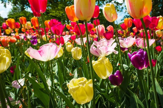 The tulip field in Keukenhof flower garden, Lisse, Netherlands, Holland