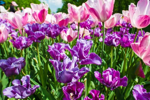The tulip field in Keukenhof flower garden, Lisse, Netherlands, Holland