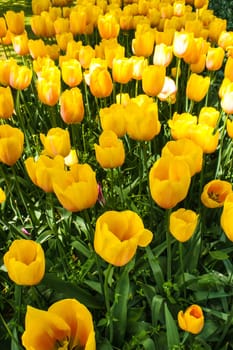 The tulip field in Keukenhof flower garden, Lisse, Netherlands, Holland
