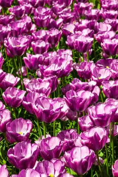 The tulip field in Keukenhof flower garden, Lisse, Netherlands, Holland
