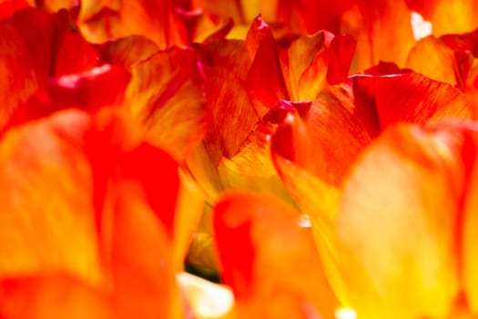 The colorful tulips close up in Keukenhof flower garden, Lisse, Netherlands, Holland