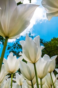 The white tulips close up in Keukenhof flower garden, Lisse, Netherlands, Holland