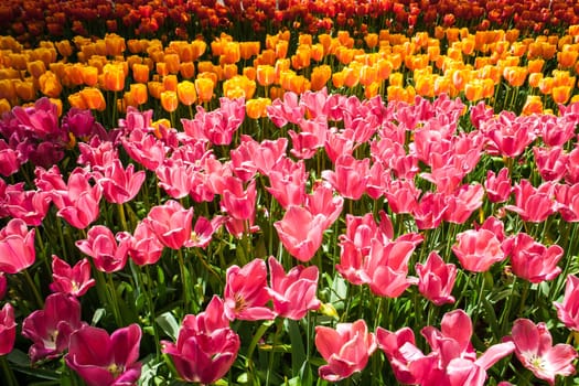 The tulip field in Keukenhof flower garden, Lisse, Netherlands, Holland
