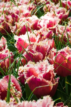 The tulip field in Keukenhof flower garden, Lisse, Netherlands, Holland