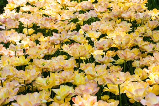 The tulip field in Keukenhof flower garden, Lisse, Netherlands, Holland