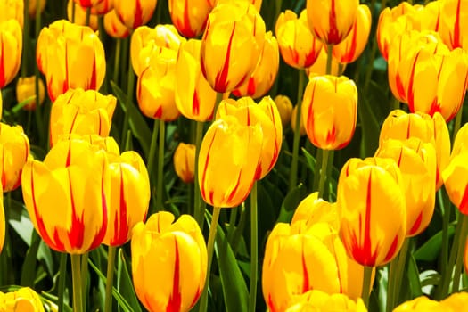 The tulip field in Keukenhof flower garden, Lisse, Netherlands, Holland