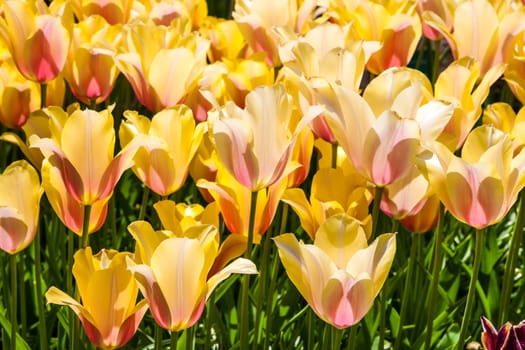 The colorful tulips close up in Keukenhof flower garden, Lisse, Netherlands, Holland