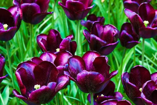 The colorful tulips close up in Keukenhof flower garden, Lisse, Netherlands, Holland