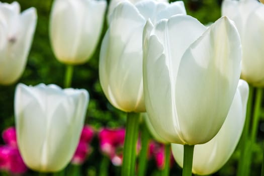 The white tulips close up in Keukenhof flower garden, Lisse, Netherlands, Holland
