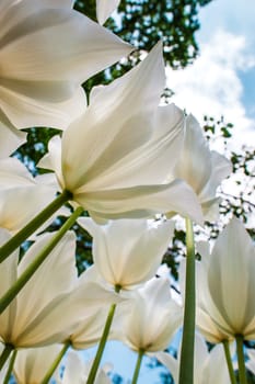 The white tulips close up in Keukenhof flower garden, Lisse, Netherlands, Holland
