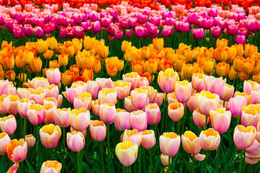 The tulip field in Keukenhof flower garden, Lisse, Netherlands, Holland