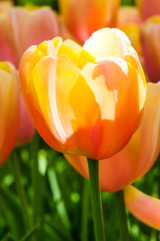 The colorful tulips close up in Keukenhof flower garden, Lisse, Netherlands, Holland