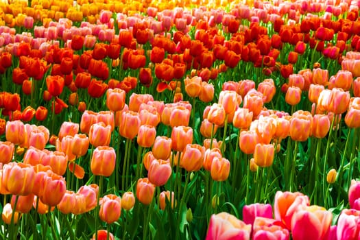 The tulip field in Keukenhof flower garden, Lisse, Netherlands, Holland
