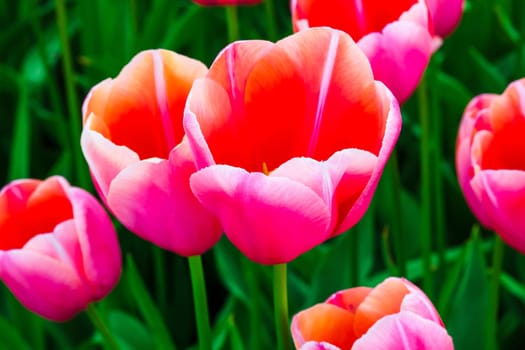 The colorful tulips close up in Keukenhof flower garden, Lisse, Netherlands, Holland