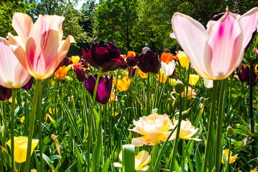 The colorful tulips close up in Keukenhof flower garden, Lisse, Netherlands, Holland