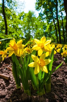 The flowers daffodils in Keukenhof flower garden, Lisse, Netherlands, Holland
