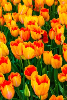 The tulip field in Keukenhof flower garden, Lisse, Netherlands, Holland