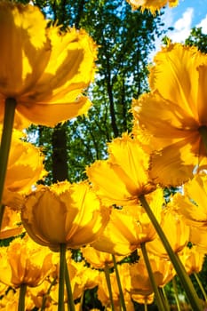 The colorful tulips close up in Keukenhof flower garden, Lisse, Netherlands, Holland