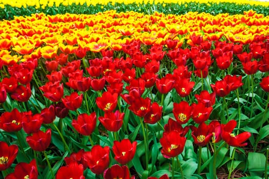 The tulip field in Keukenhof flower garden, Lisse, Netherlands, Holland